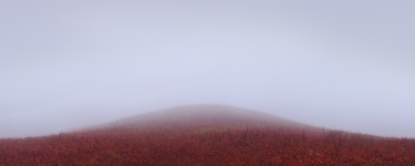 Autumn is leaving